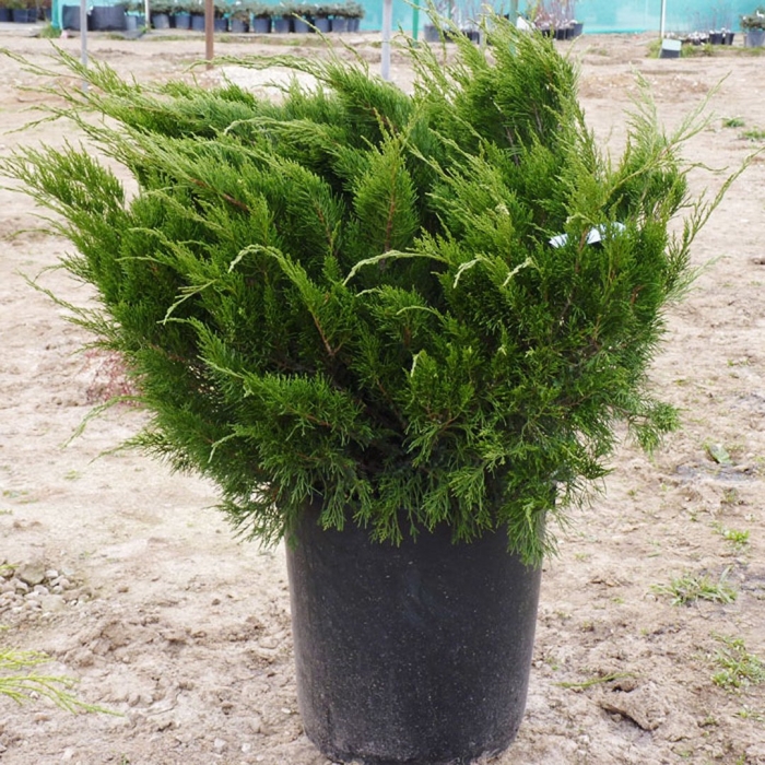 Можжевельник китайский минт джулеп