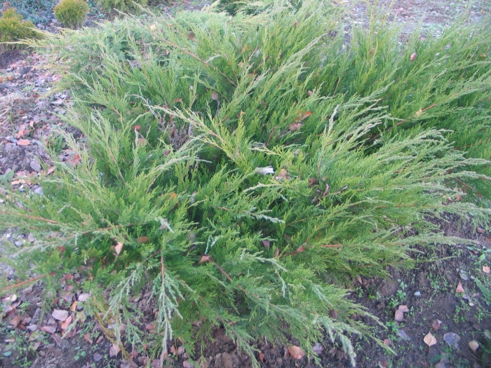 Можжевельник andorra compacta