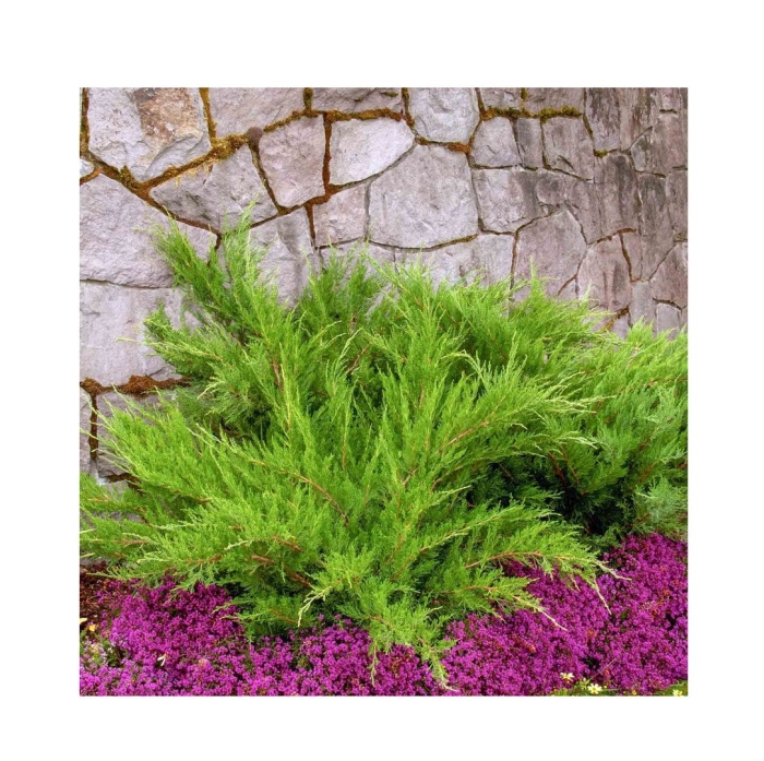 Можжевельник пфитцериана mint julep