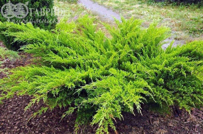 Можжевельник пфитцериана минт джулеп