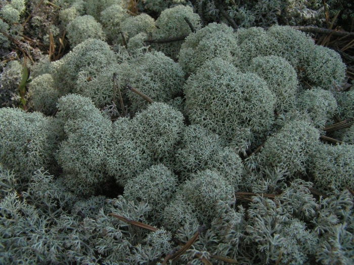 Лишайник кладония лесная