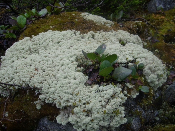 Байкальский заповедник лишайники