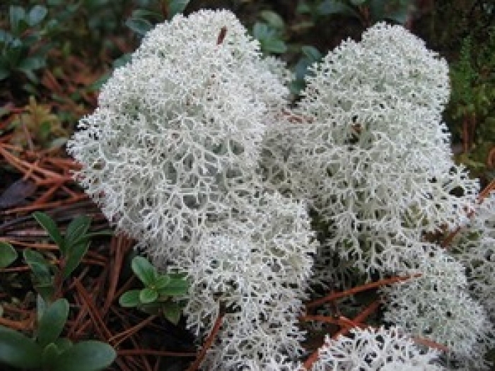 Олений мох ягель