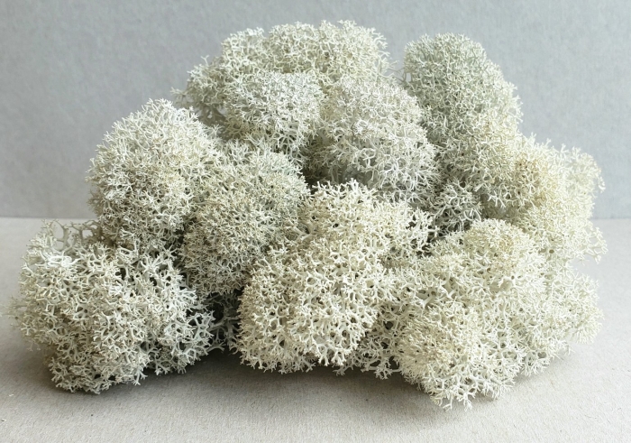 Мох ягель стабилизированный