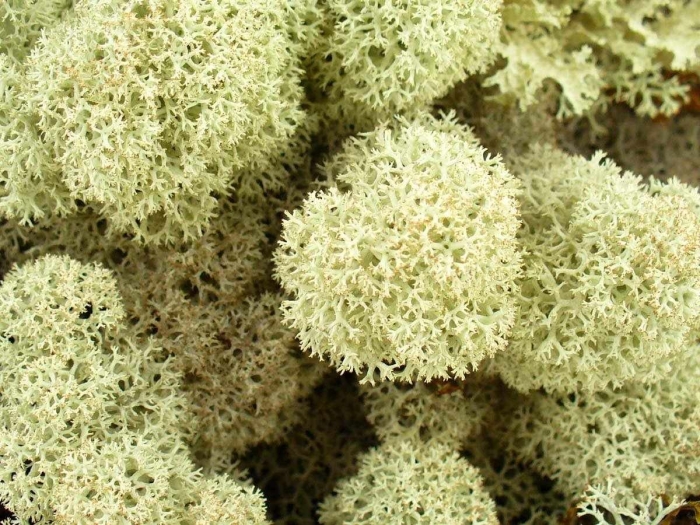 Кладония звездчатая