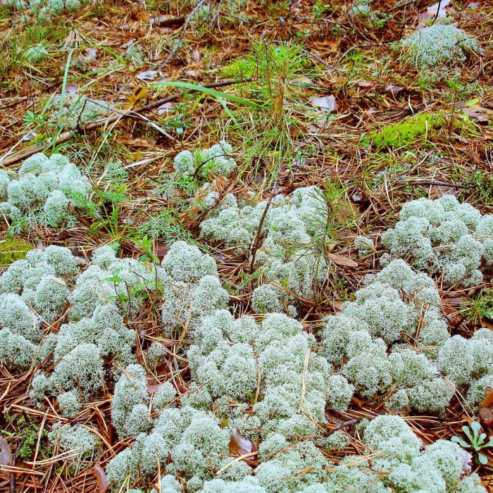 Ягель (кладония звёздчатая)