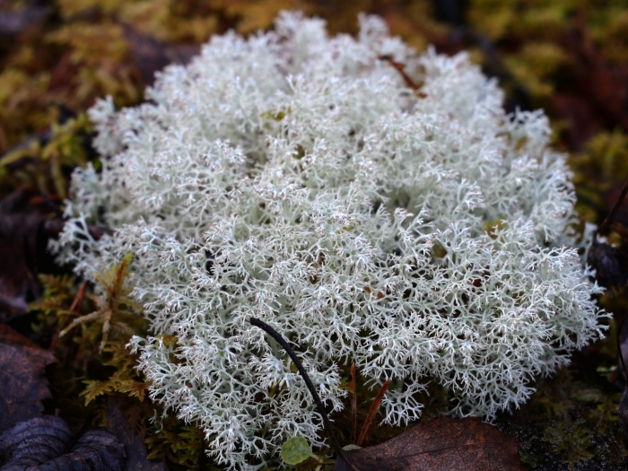 Кладония оленья