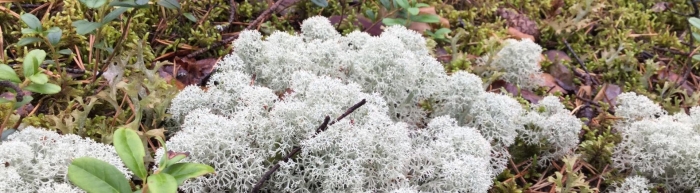 Лишайник ягель