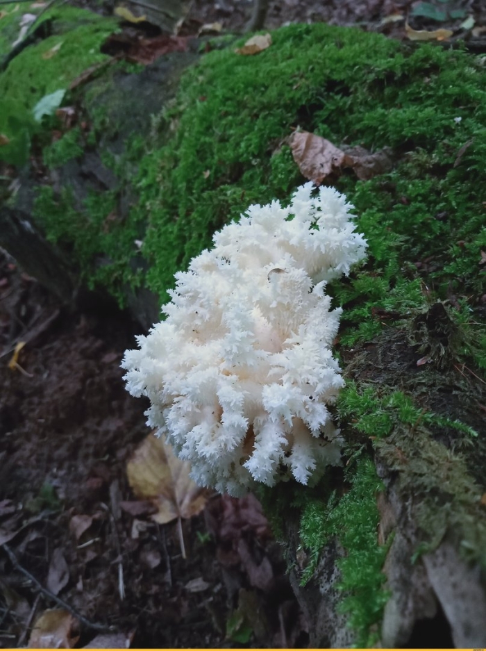 Ежовик коралловидный