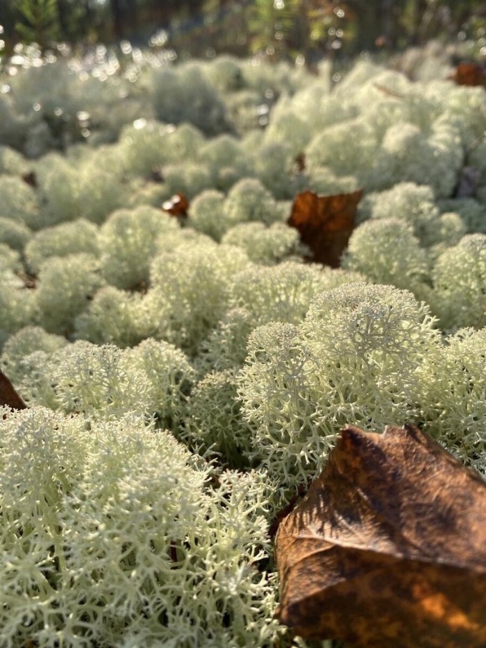 Лишайник кладония