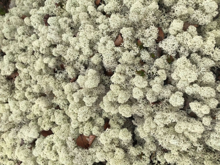 Ягель олений мох