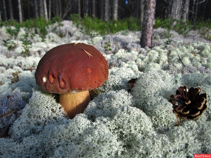 Боровик гриб