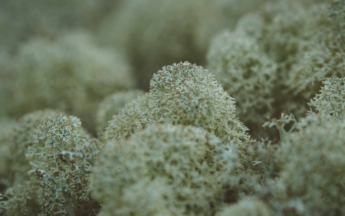 Ягель олений мох