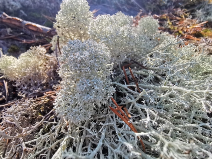 Ягель лишайник