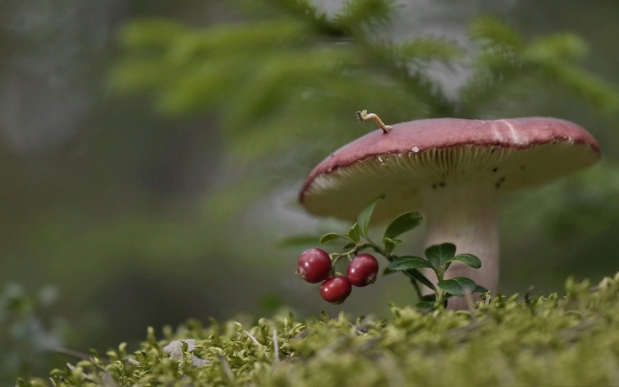 Сыроежка красивая