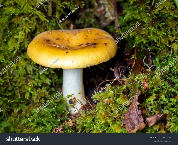 Сыроежка желтая съедобная