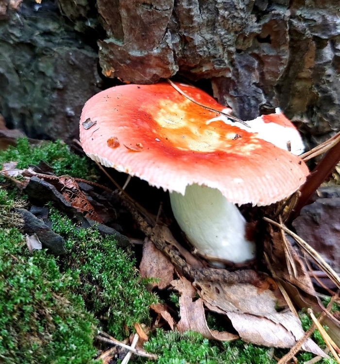 Синявка гриб