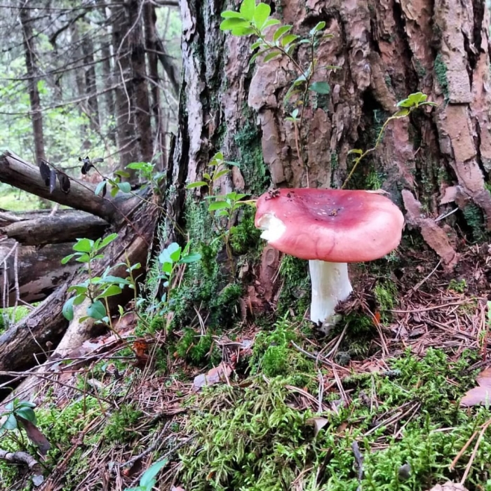 Сыроежка в чувашии