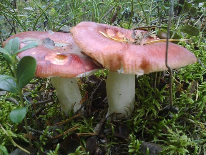 Сыроежка боровая