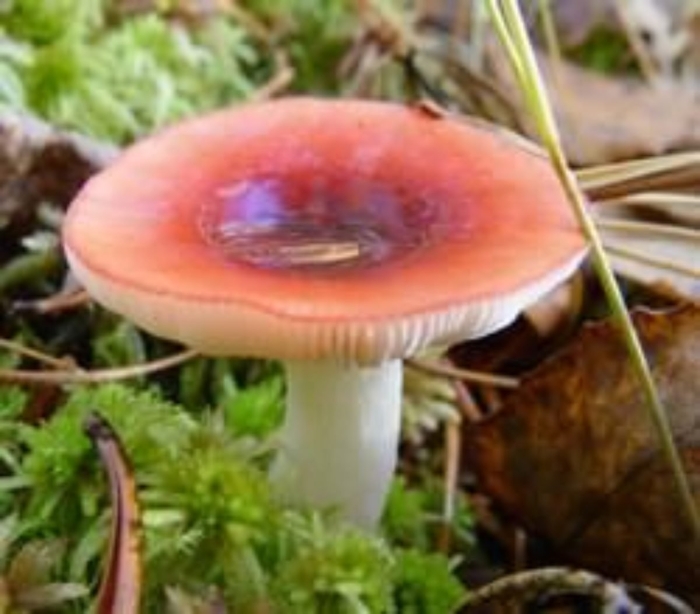 Russula puellaris