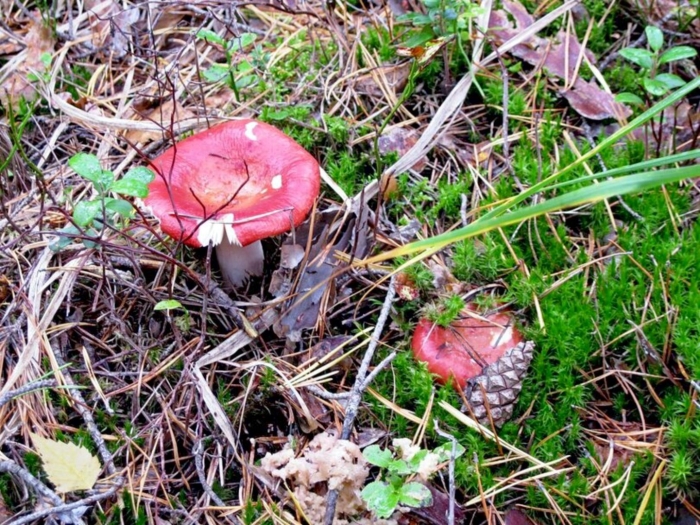 Гриб сыроежка