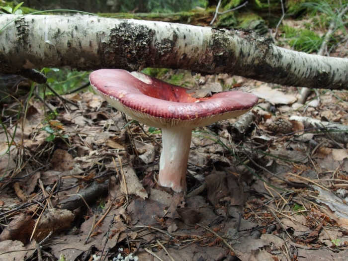 Сыроежка рвотная жгучеедкая