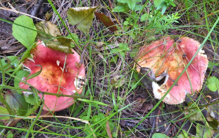 Сочи сыроежки