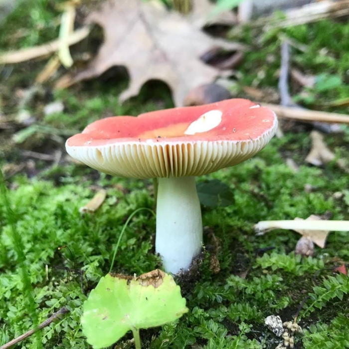 Сыроежка красная