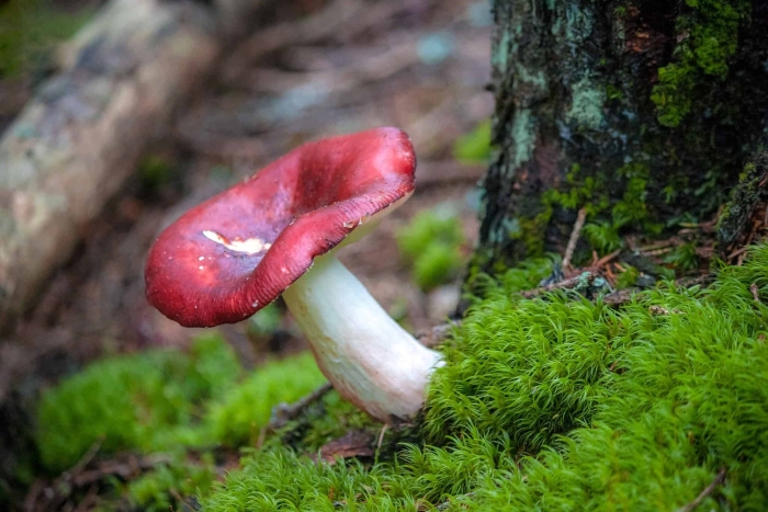Russula xerampelina