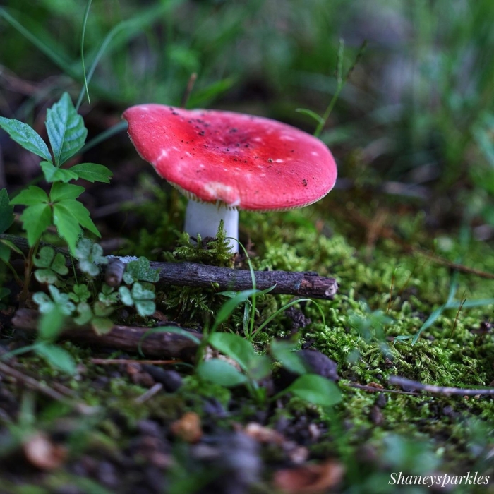 Сыроежка жгучеедкая