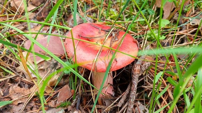 Russula vesca – сыроежка пищевая