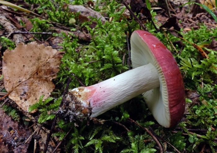 Russula xerampelina