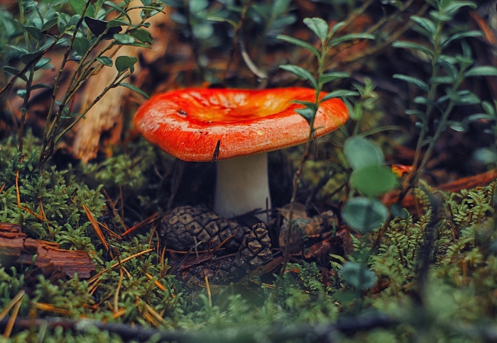 Сыроежка шляпка