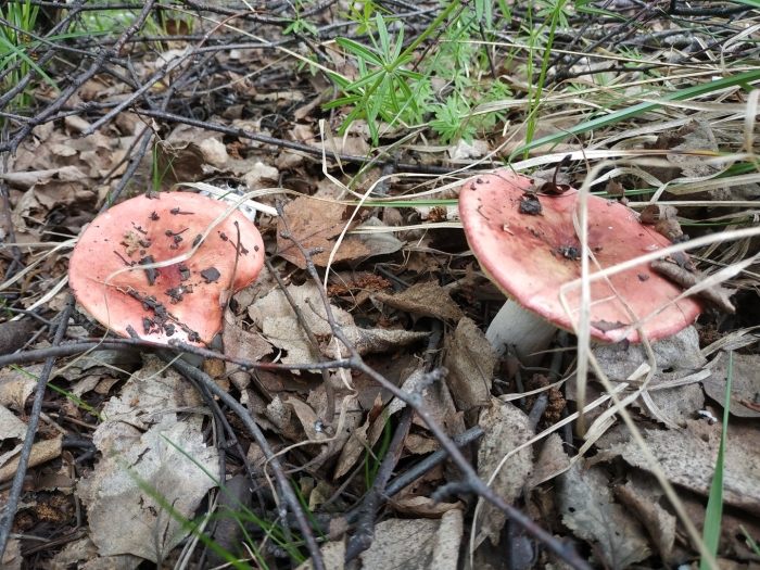 Сыроежка гриб