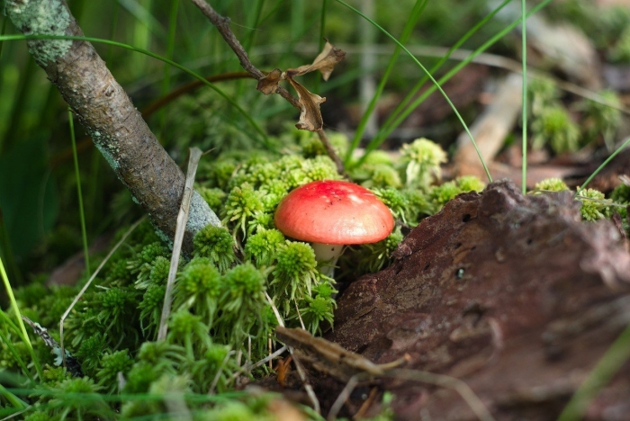 Russula subnigricans