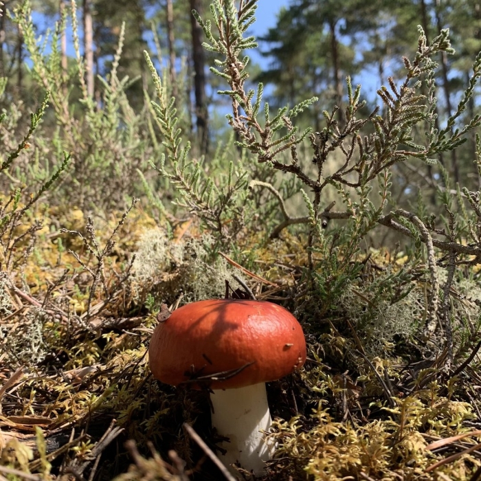 Сыроежка жгучеедкая (russula emetica)