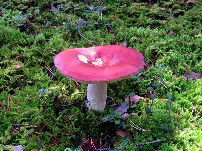 Красная сыроежка