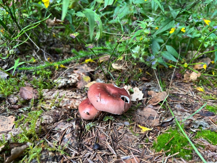 Сыроежка пищевая