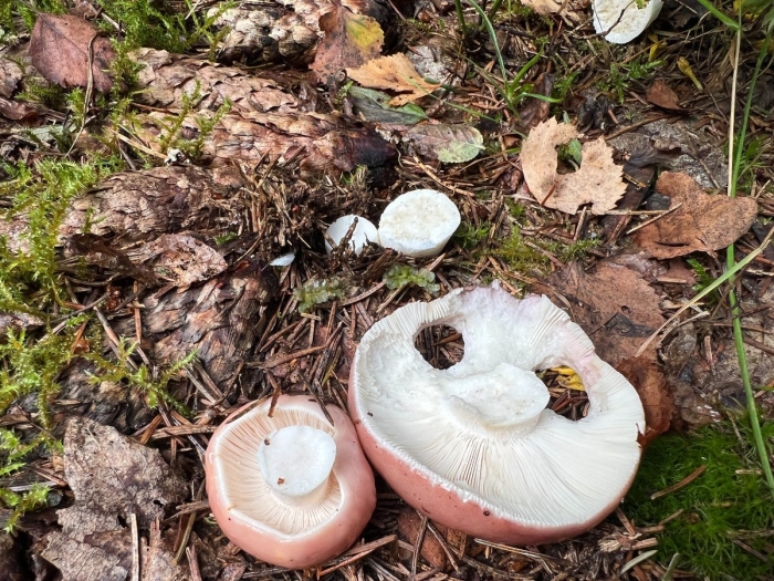 Сыроежка розовая russula rosea