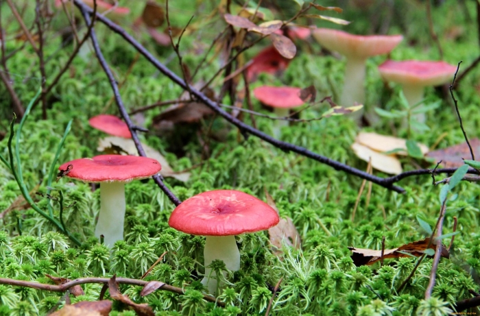 Сыроежка красная