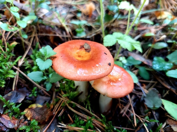 Гриб сыроежка