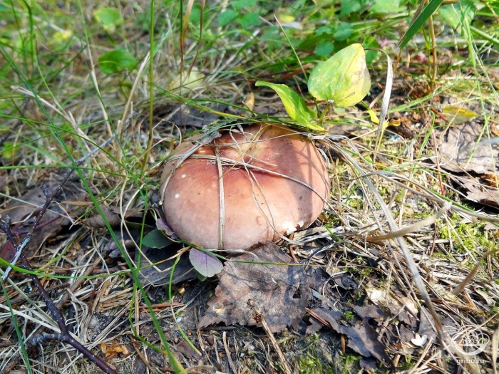 Съедобные грибы иркутской области