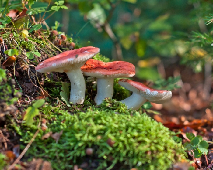 Сыроежка гороховик