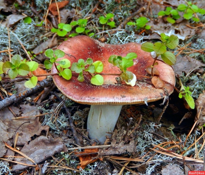 Сыроежка съедобная