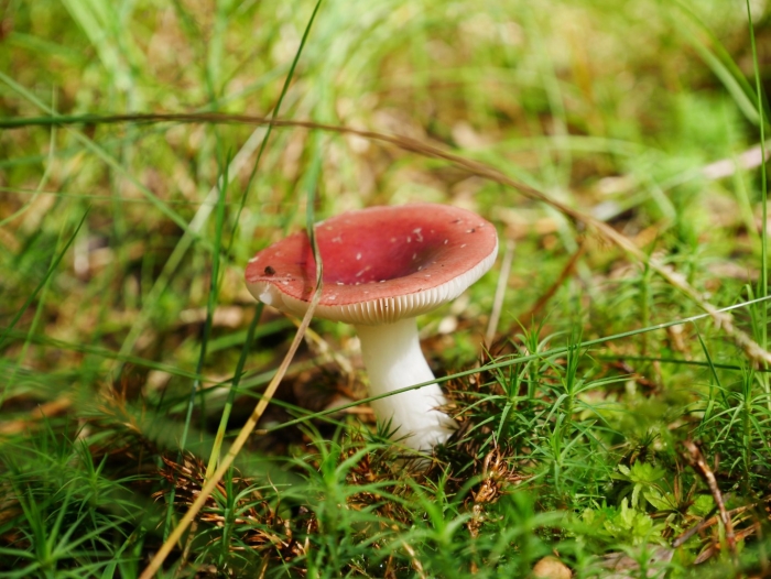 Сыроежка синявка