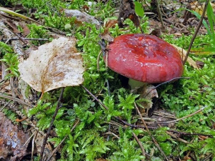 Сыроежка болотная съедобная