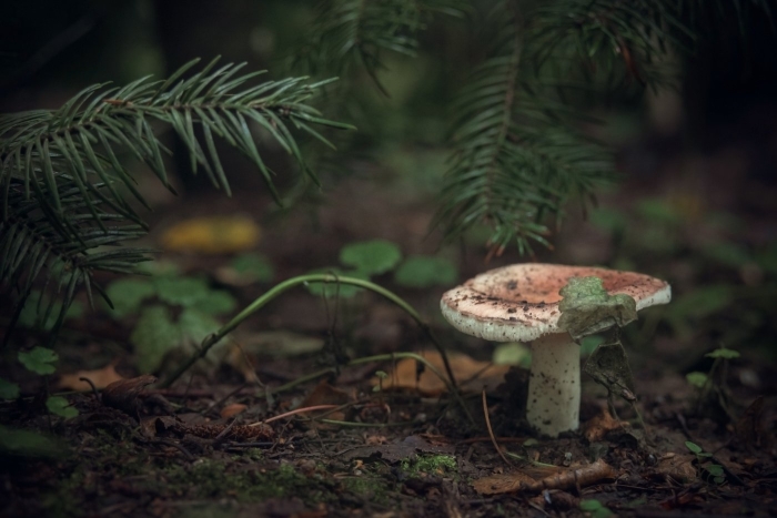 Мухомор серо-розовый amanita rubescens