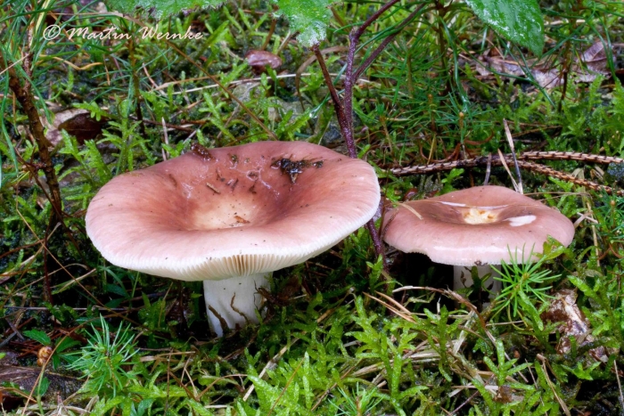 Сыроежка турецкая (russula turci)