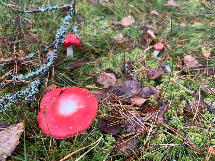 Сыроежка розовая