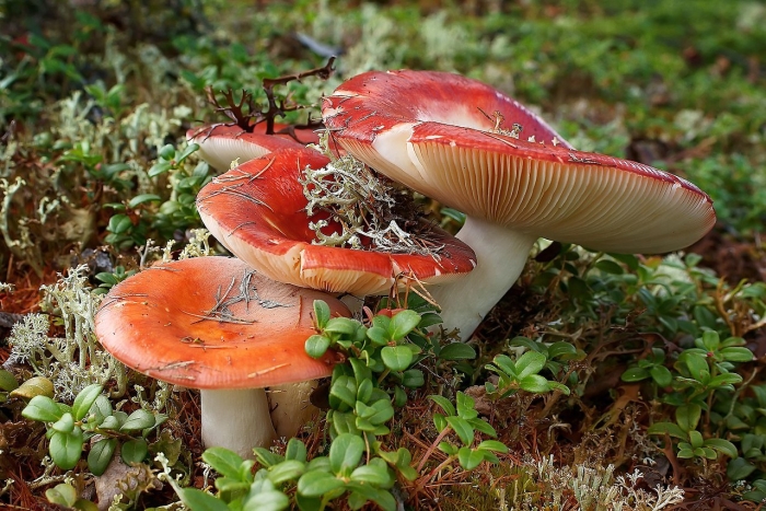 Сыроежка гриб